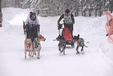 Гонки на собачьих упряжках прошли под Рязанью на пятикилометровой трассе