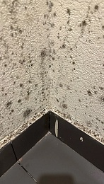 В Рязани новый ЖК «Голландия» зарос чёрной плесенью после сдачи жильцам - 62ИНФО В Рязани новый ЖК «Голландия» зарос чёрной плесенью после сдачи жильцам