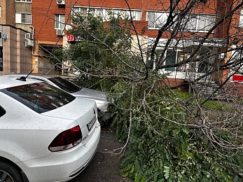 В Рязани сухое дерево рухнуло у подъезда пятиэтажки на Грибоедова
