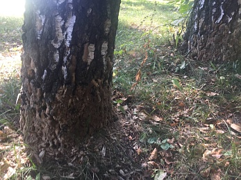 В Рязани деревья облеплены кладками непарного шелкопряда