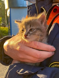 В Рязани раскрыли тайну "мяукающей стены"