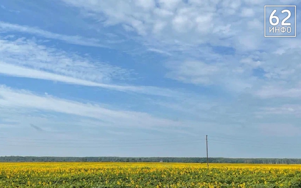 "Желтый" август: рязанцев предупредили об опасной погоде - 62ИНФО