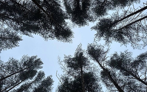 В Сараевском лесничестве посадят лес в 32 гектара