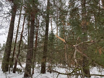 Под Солотчей обезглавливают и корчуют сосны