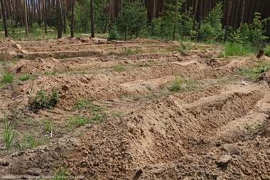 В лесу возле рязанской Солотчи высадили сосны 
