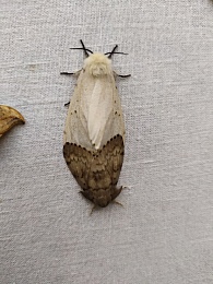 Биолог Николаева объяснила нашествие шелкопряда в Рязанской области