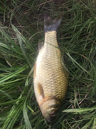 Чемпионат Рязанской области по рыбалке с удочкой пройдёт 2 и 3 июля на Проне