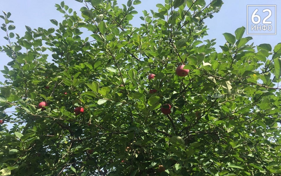 В Рязанской области 20 августа ждут грозу и +31°С  - 62ИНФО