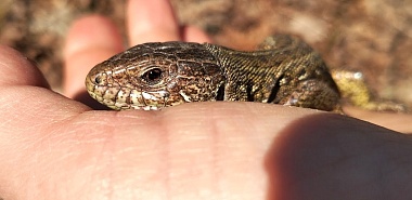 Змей Горыныч: в рязанских лесах ползают целые компании гадюк и ужей