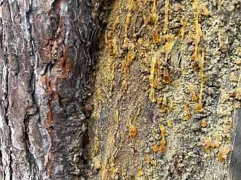 Аномальный февраль: в лесах под Рязанью распускается листва и растут грибы