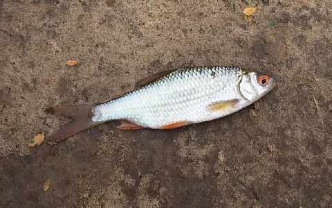 Рязанская область – лидер ЦФО по производству рыбных консервов