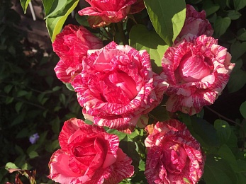 "Беспроигрышный выбор": цветовод Смирнова назвала два главных правила подготовки роз к зиме