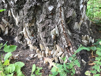 Рязанские эксперты рассказали, как бороться с непарным шелкопрядом