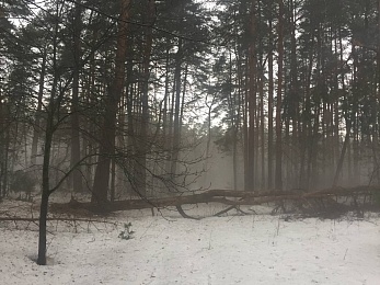 Рязанцы делятся фото первого снегопада в городе и в лесу