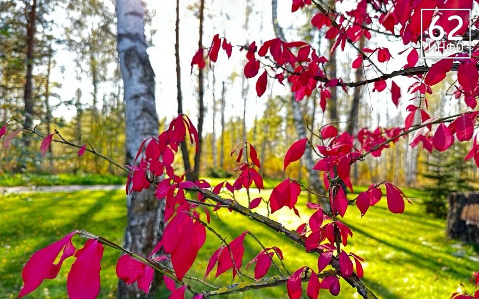 На Рязанщине 3 октября ждут +24°С и ветер 11 м/с - 62ИНФО