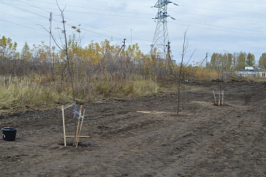 Рязанцы высадили 20 саженцев лип вдоль дороги у Дягилева