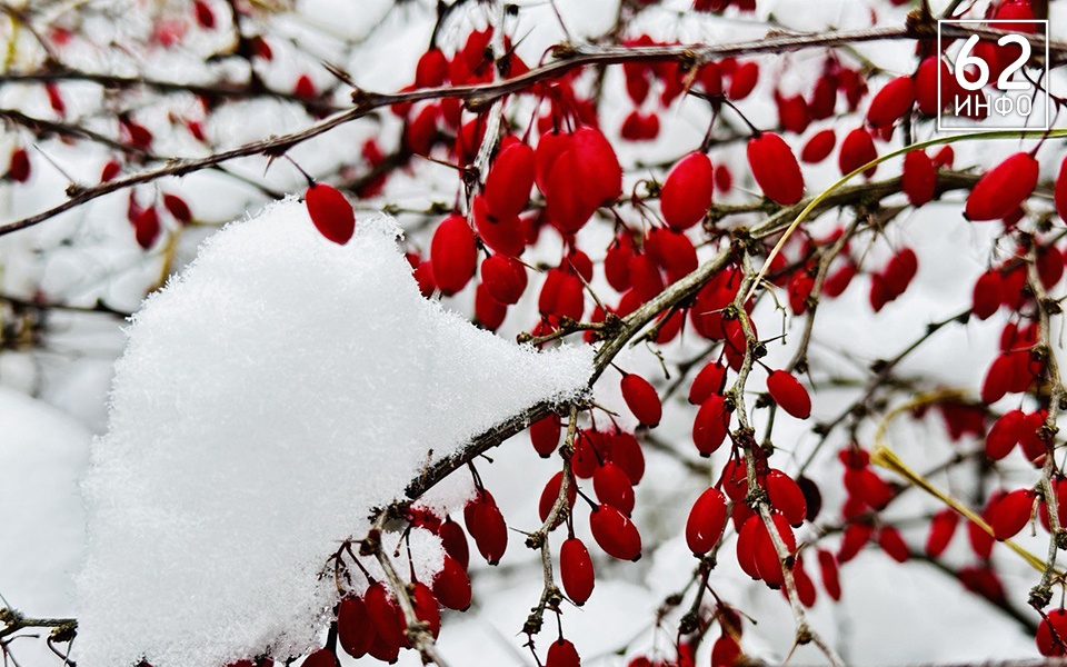 22 декабря в Рязанской области ожидается до +1°С - 62ИНФО