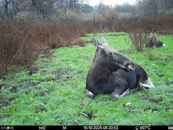 В Окском заповеднике застали лосей за осуждаемым занятием