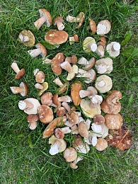 В Рязанской области 4 района накрыл урожай белых грибов