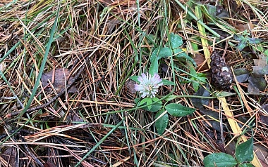 В рязанских лесах в декабре цветут цветы и растут грибы