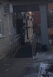 На прием в администрацию Рыбного пришел посетитель на копытах