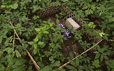 Кладбища домашних животных: где в Рязани хоронят кошек и собак