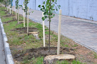 В Рязани высадили 33 саженца липы