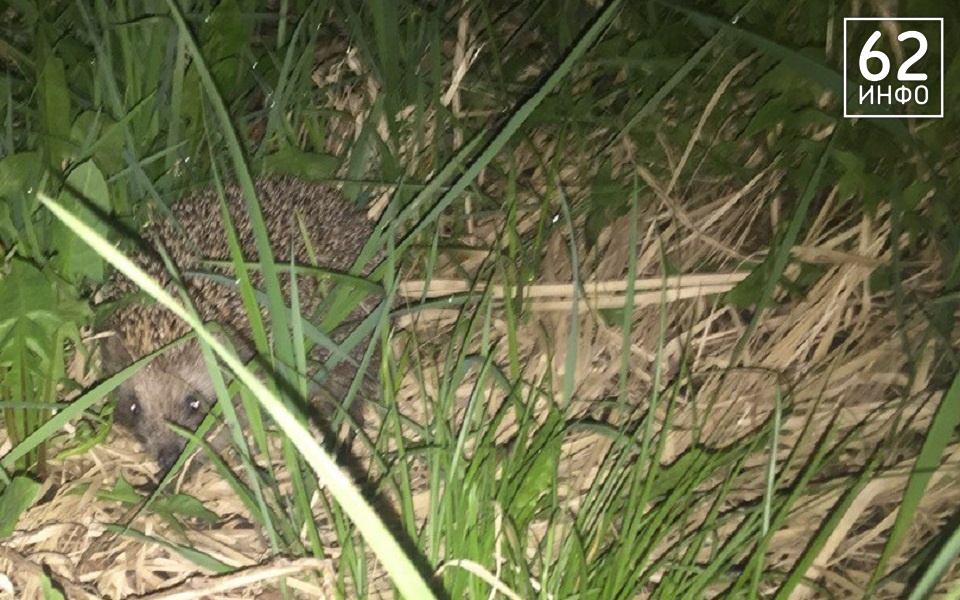 Рязанцы публикуют фото проснувшихся ежей - 62ИНФО