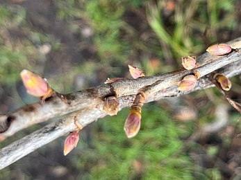 В Старый Новый год в Рязани зацвели примулы