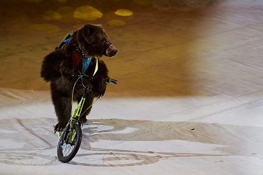 Рязанский цирк до 16 апреля представляет программу «Вместе целая страна»