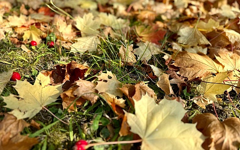 Синоптики пообещали рязанцам сухое и теплое воскресенье