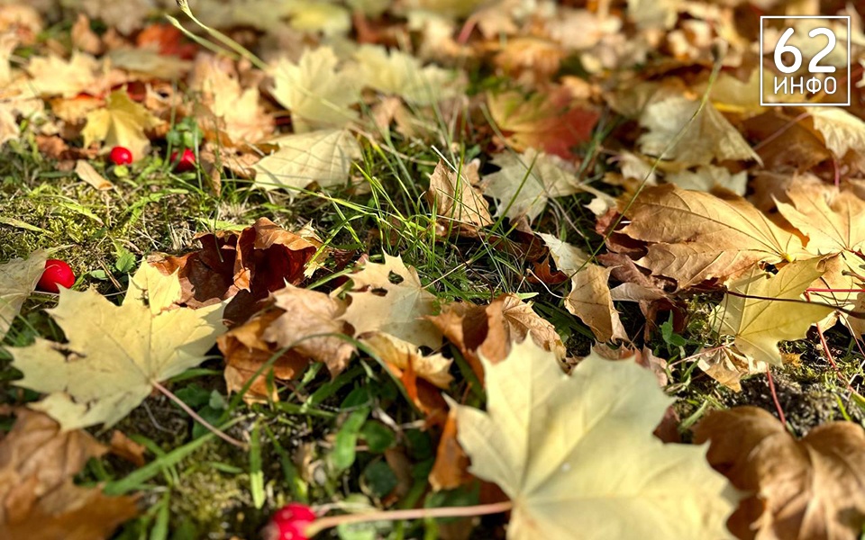 Синоптики пообещали рязанцам сухое и теплое воскресенье - 62ИНФО