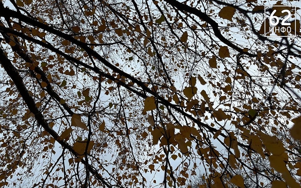 МЧС дало метеопредупреждение из-за ветра и дождя в Рязанской области - 62ИНФО