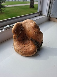 В рязанских лесах собирают свинухи и корзины маслят в мае