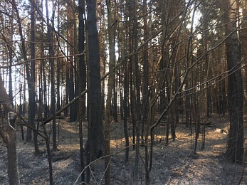 Фоторепортаж: лесной пожар в Деулино