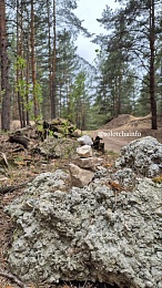 В Солотче обнаружили «аллею сейдов»