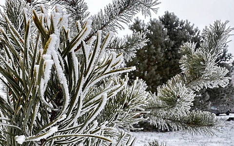 Рязанское МЧС предупреждает о сильных морозах в ночь на 25 января