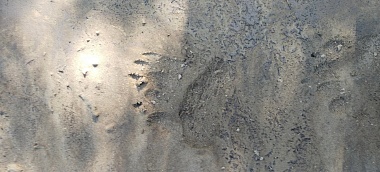 В Касимовском районе нашли следы медведя