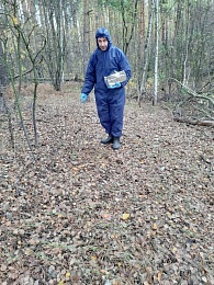 В рязанских лесах кормят лис приманкой от бешенства