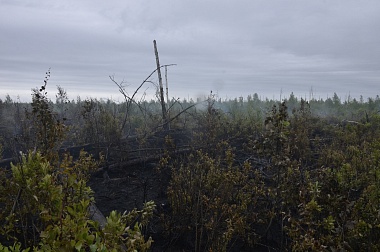 Дым без огня. Как выглядит лесной пожар под Рязанью спустя неделю 