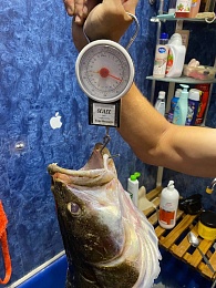 Семикилограммового судака поймали под Касимовом