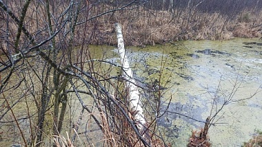 Водолазы обнаружили труп рязанца в болоте в Клепиковском районе