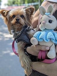 В Рязани за сутки 13 животных нашли новый дом