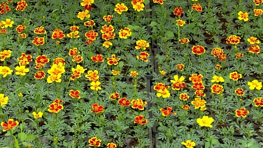 Для городских клумб выращивают более 430 тысяч рассады в теплицах ДБГ Рязани 