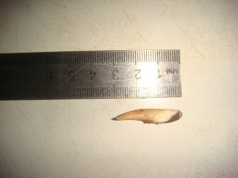 Рязанка обнаружила зуб в купленном куске мяса