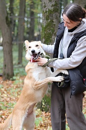 Рязанцы приютили 16 животных на выставке «Пойдём домой»