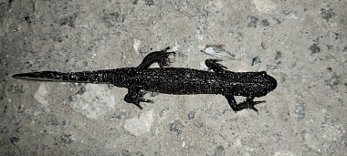 В Рязанской области биологическое оружие по борьбе с комарами выдает себя скрипом