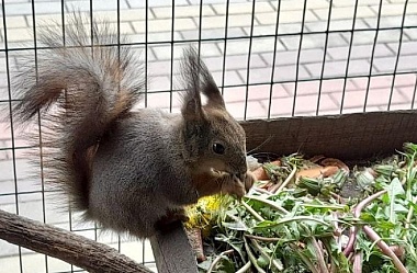 В Ряжском зоопарке показали малыша европейской лани