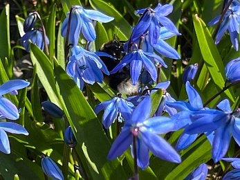 В Рязани цветут крокусы и пролески