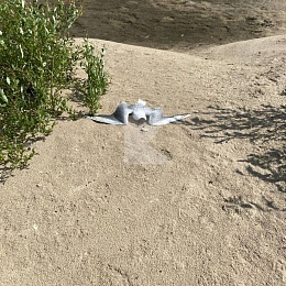 Рязанцы обнаружили трупы чаек на берегу Оки 